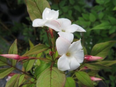 JASMINUM officinale - image 1