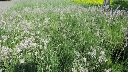 LAVANDULA angustifolia 'Rosea'