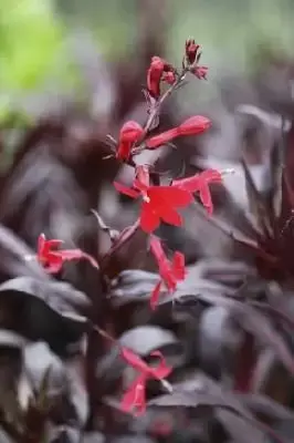 LOBELIA cardinalis 'Queen Victoria'