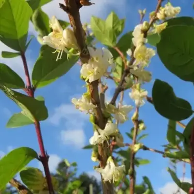 LONICERA fragrantissima