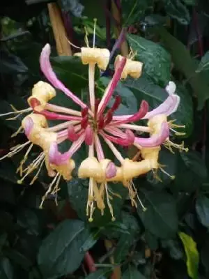 LONICERA periclymenum 'Belgica'