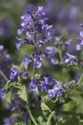 NEPETA 'Six Hills Giant'