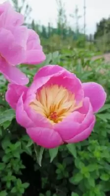PAEONIA lactiflora 'Bowl of Beauty' - image 1