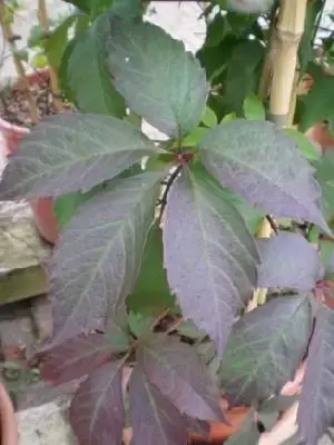 PARTHENOCISSUS quinquefolia