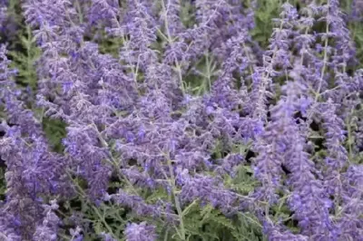 SALVIA 'Blue Spire'