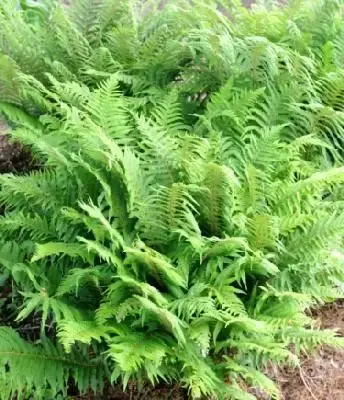 POLYSTICHUM setiferum