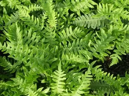 POLYPODIUM vulgare - image 1