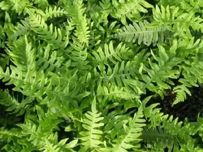 POLYPODIUM vulgare