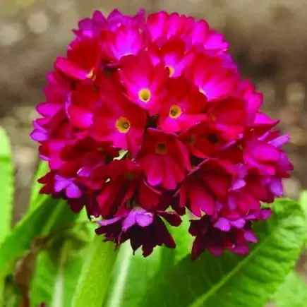 PRIMULA denticulata