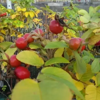 ROSA rugosa