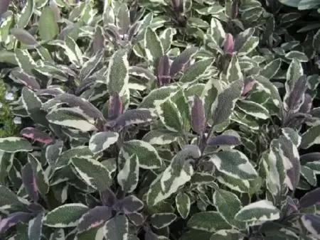 SALVIA officinalis 'Tricolor' (SAGE TRICOLOR')