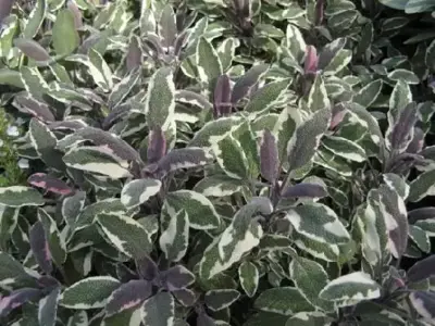 SALVIA officinalis 'Tricolor' (SAGE TRICOLOR')