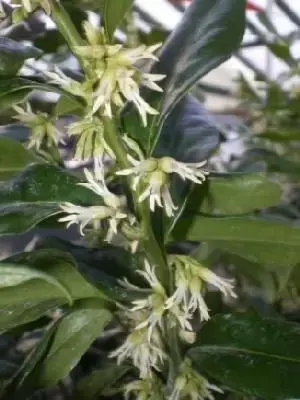 SARCOCOCCA ruscifolia