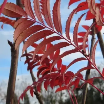 SORBUS 'Joseph Rock'