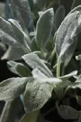 STACHYS byzantina 'Silver Carpet'