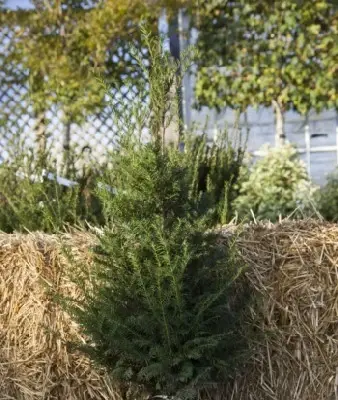 TAXUS baccata