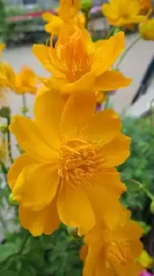 TROLLIUS x cultorum 'Golden Queen'