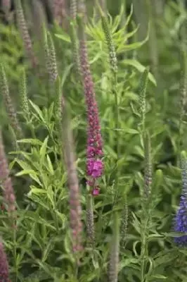 VERONICA spicata 'Rotfuchs'