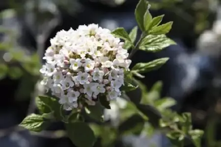 VIBURNUM x burkwoodii - image 1