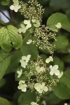 VIBURNUM plicatum 'Mariesii'