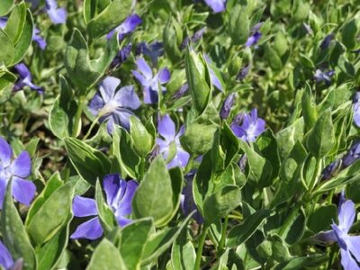 VINCA major 'Variegata' (Elegant)