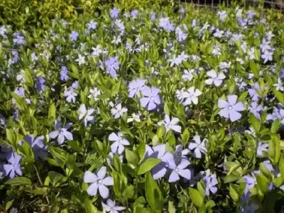 VINCA minor