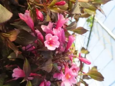 WEIGELA florida 'Foliis Purpureis'