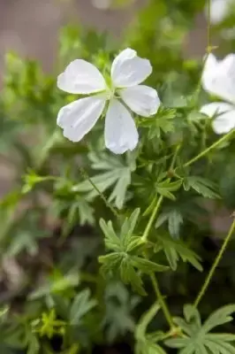 GERANIUM sanguineum 'Album'