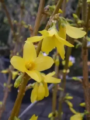 FORSYTHIA x intermedia 'Lynwood'