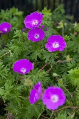 GERANIUM sanguineum - image 2
