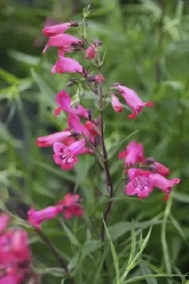 PENSTEMON 'Andenken An Friedrich Hahn' - image 4