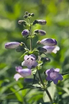 PENSTEMON 'Sour Grapes' - image 1