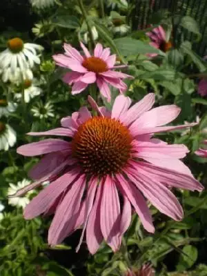 ECHINACEA purpurea