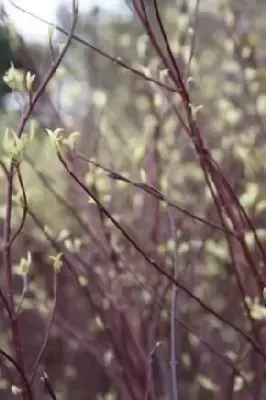 CORNUS alba 'Elegantissima' - image 2