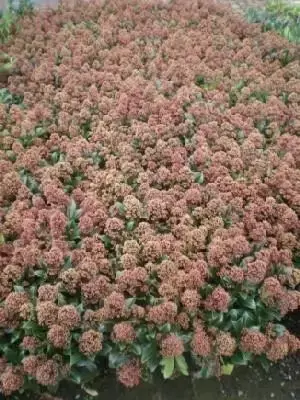 SKIMMIA japonica 'Rubella'