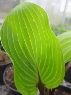 HOSTA 'Purple Heart'