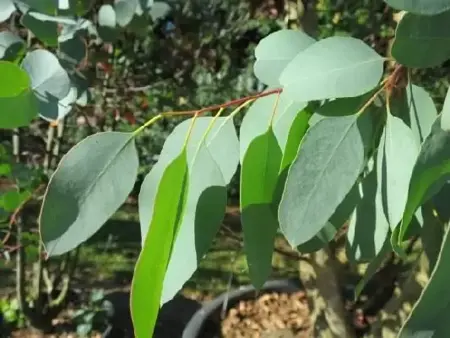 EUCALYPTUS gunnii - image 1
