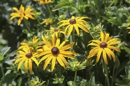 RUDBECKIA fulgida 'Goldsturm' - image 1