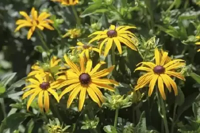 RUDBECKIA fulgida 'Goldsturm'