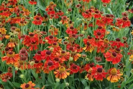 HELENIUM 'Moerheim Beauty'