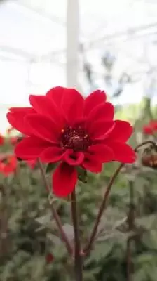 DAHLIA 'Bishop of Llandaff' - image 3