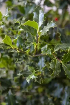 ILEX aquifolium