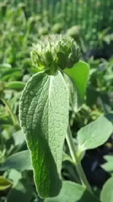 PHLOMIS fruticosa