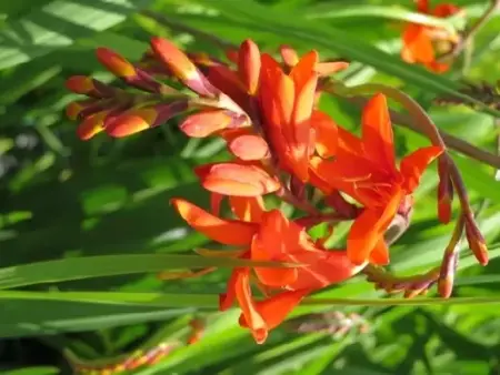 CROCOSMIA masoniorum