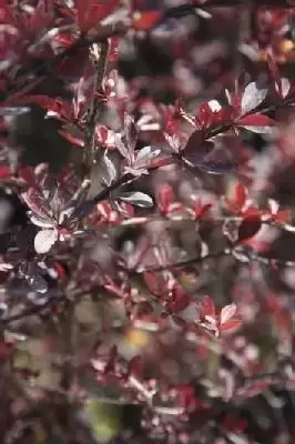 BERBERIS thunbergii 'Red Chief'