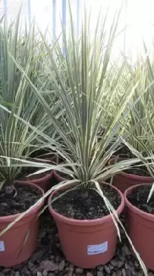 CORDYLINE australis 'Torbay Dazzler'