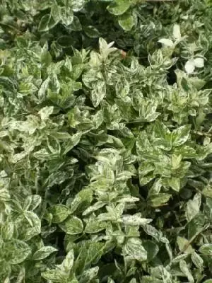 EUONYMUS fortunei 'Harlequin'