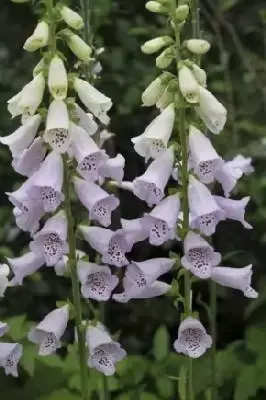 DIGITALIS purpurea