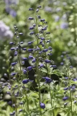 DELPHINIUM 'King Arthur'