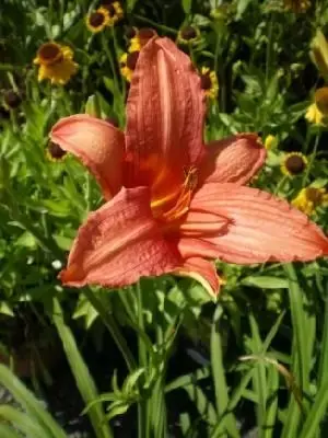 HEMEROCALLIS 'Pink Damask'